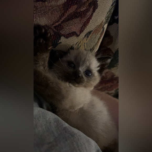 Meet your Posher, Hailey - Picture 9 of 16